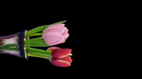 Time-lapse of opening mixed color tulips bouquet alpha matte 1v Stock Footage