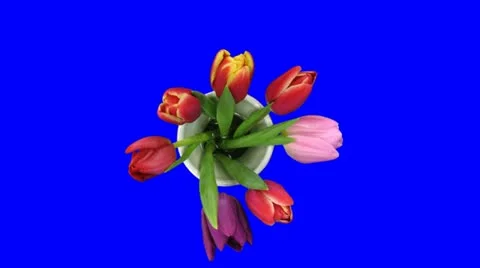 Time-lapse of opening mixed color tulips bouquet blue chroma key 4a Stock Footage 10839785