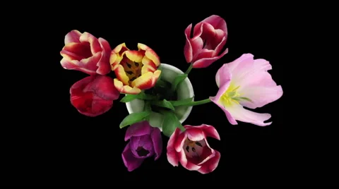 Time-lapse of opening mixed color tulips bouquet, RGB + ALPHA matte format, top Stock Footage 62867147