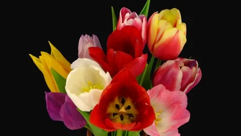 Time-lapse of opening mixed color tulips with ALPHA channel Stock Footage