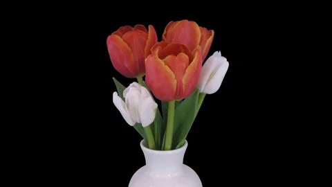 Time-lapse of opening mixed color tulips bouquet with ALPHA channel Video stock 82962336