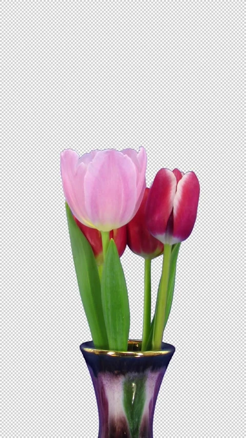 Time lapse of opening mixed color tulips with ALPHA channel, vertical Stock Footage 322759082