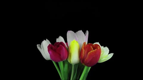 Time lapse of opening mixed color tulips bouquet 스톡 동영상 340480175