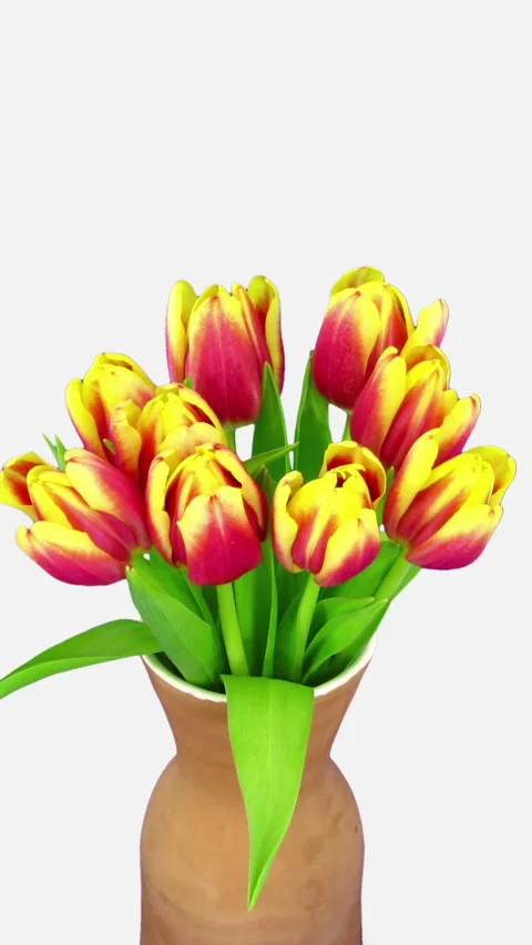 Time lapse of opening mixed colors tulip bouquet in a vase, vertical orientation Stock Footage 294927052