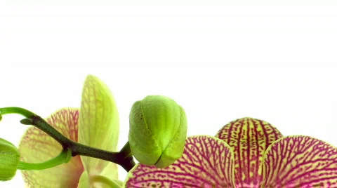 Time-lapse of opening mottled orchid 1 Stock Footage