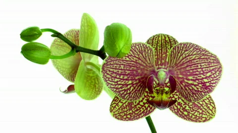 Time-lapse of opening mottled orchid 2  Stock Footage 264684