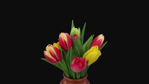 Time-lapse of opening multi-colored tulips bouquet in RGB + ALPHA matte format Stock Footage 105784933