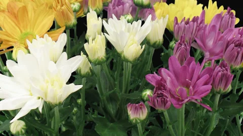 Time-lapse of opening multicolor chrysanthemum flower buds 3x1 Stock Footage 32270134