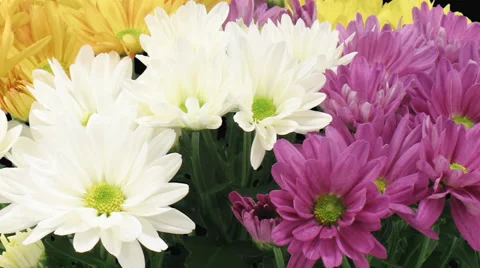 Time-lapse of opening multicolor chrysanthemum flower buds 2x3 (DCI-2K) Stock Footage 32270329