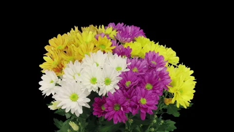 Time lapse of opening multicolor chrysanthemum flower buds Stock Footage 300433835