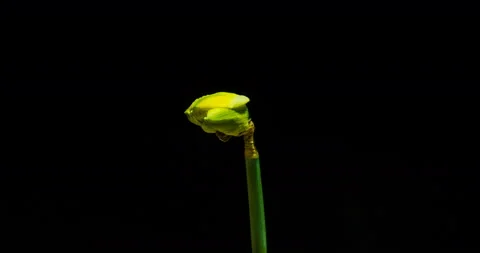 Time-lapse of opening narcissus on black background, alpha channel Stock Footage 102548053