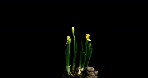 Time-lapse of opening narcissus on black background Stock Footage 104703640