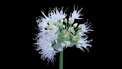 Time-lapse of opening onion flower umbel with ALPHA channel Stock Footage 74073485