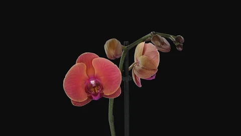 Time-lapse of opening orange and pink Phalaenopsis orchid with ALPHA channel Stock Footage 99174809