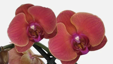 Time-lapse of opening orange and pink Phalaenopsis orchid with ALPHA channel Stock Footage 100182771