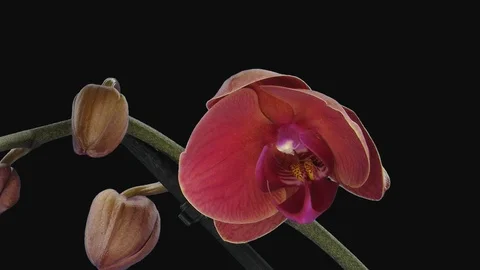 Time-lapse of opening orange and pink Phalaenopsis orchid with ALPHA channel Video stock 127107762