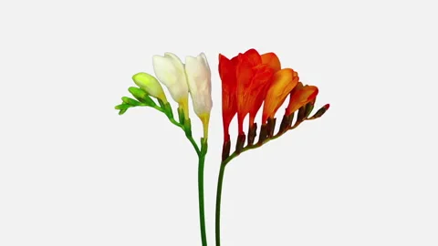 Time lapse of opening orange and white freesia flowers buds Stock Footage 312588139