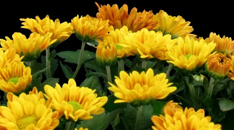Time-lapse of opening orange chrysanthemum flower buds 2b3 (DCI-2K) Stock Footage 29256341