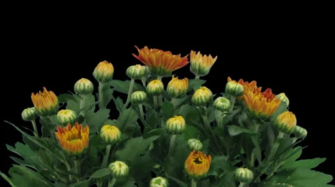 Time-lapse of opening orange chrysanthemum flower buds 3x3 (DCI-2K) Stock Footage
