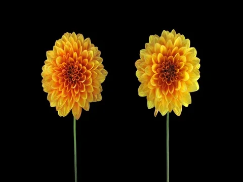 Time-lapse of opening orange dahlia, UHD 4K with ALPHA Stock Footage 70558433