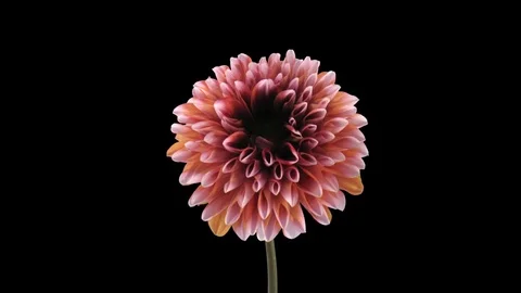 Time-lapse of opening orange dahlia with ALPHA channel Stock Footage 79336060