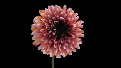 Time-lapse of opening orange dahlia with ALPHA channel Stock Footage 80179267