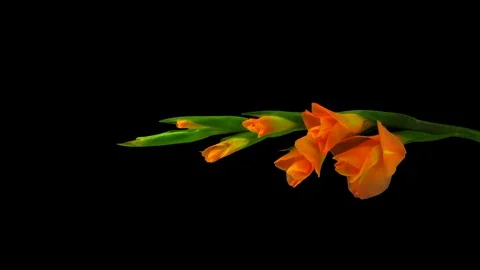 Time-lapse of opening orange gladiolus flower, 4K with ALPHA, vertical Stock Footage 92351160