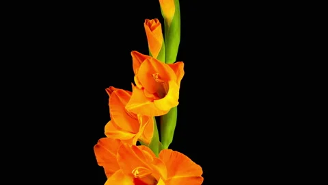 Time lapse of Opening Orange Gladiolus Flower Vídeos de archivo 112619884