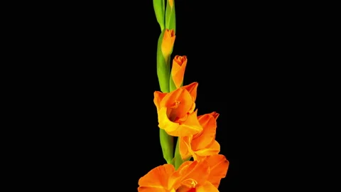 Time lapse of Opening Orange Gladiolus Flower Vidéo 113015646