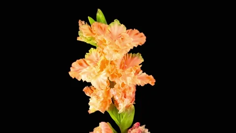 Time lapse of Opening Orange Gladiolus Flower Stock Footage 113923197