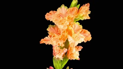 Time lapse of Opening Orange Gladiolus Flower Видео 114566013