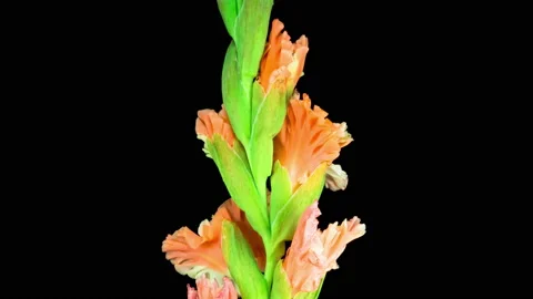 Time lapse of Opening Orange Gladiolus Flower Stock Footage 119421098