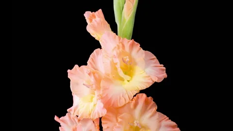 Time lapse of Opening Orange Gladiolus Flower Stock Footage 249620056
