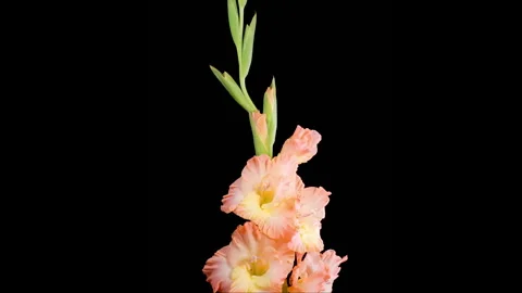 Time lapse of Opening Orange Gladiolus Flower Stock-Footage 250800630