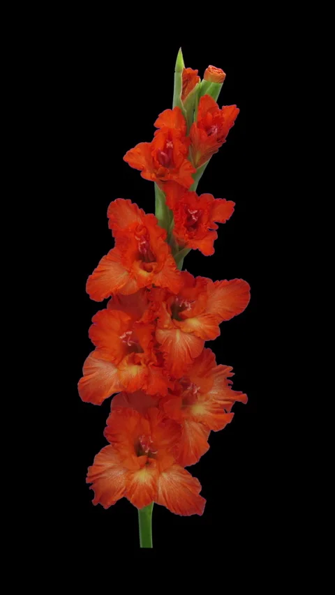 Time lapse of opening orange gladiolus flower, vertical orientation Vídeos de archivo 338345327