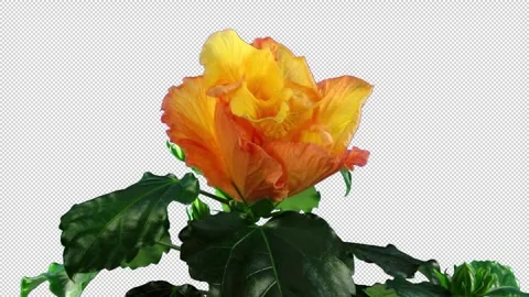 Time lapse of opening orange hibiscus flower with ALPHA channel Stock Footage 296154729