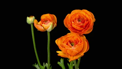Time Lapse of Opening Orange Ranunculus Asiaticus Flower Stock Footage 140347148