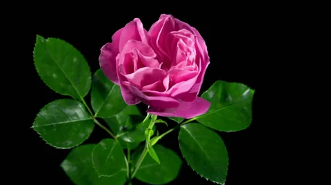 Time-lapse of opening orange rose isolated on black background.Blooming red rose Stock Footage 52093398