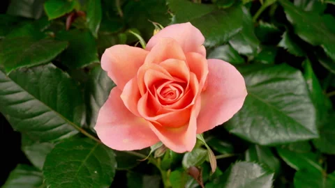 Time Lapse of Opening Orange Rose Flower Stock Footage 121716709