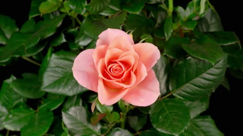 Time Lapse of Opening Orange Rose Flower Stockbeeldmateriaal 121967982
