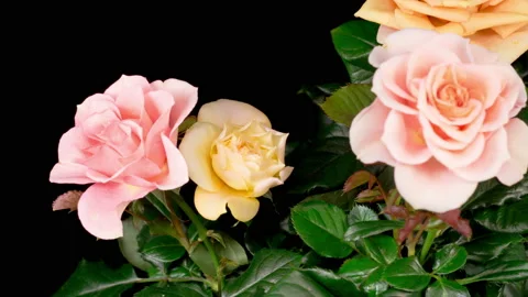 Time Lapse of Opening Orange Rose Flower Stockbeeldmateriaal 121968134