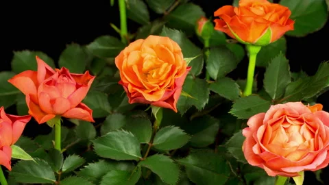 Time Lapse of Opening Orange Rose Flower Stock Footage 123078342