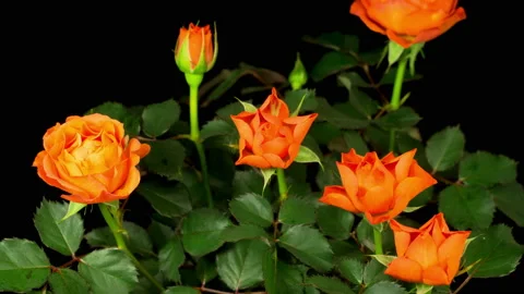 Time Lapse of Opening Orange Rose Flower Stock Footage 123921166