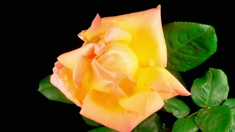 Time Lapse of Opening Orange Rose Flower 스톡 동영상 135408720