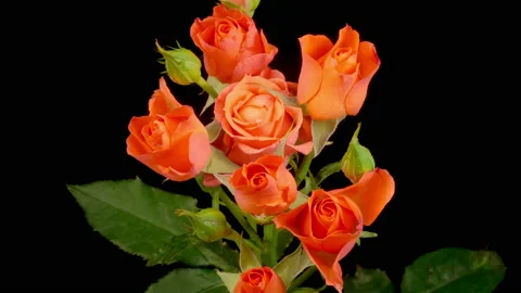 Time Lapse of Opening Orange Roses Stock Footage 156241412