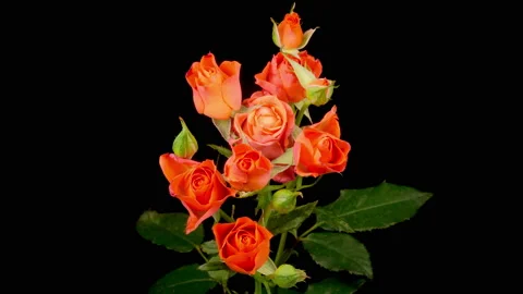 Time Lapse of Opening Orange Roses Stock Footage 156616078