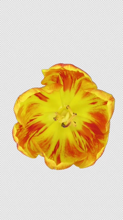 Time lapse of opening orange tulip flower with ALPHA channel, vertical Stock Footage 310362040