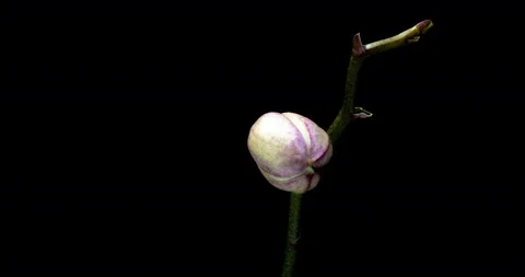 Time-lapse of opening orchid 4K on black background Stock-Footage 105308089