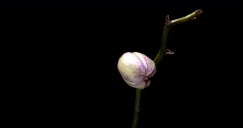 Time-lapse of opening orchid 4K on black background Stock Footage 106100596