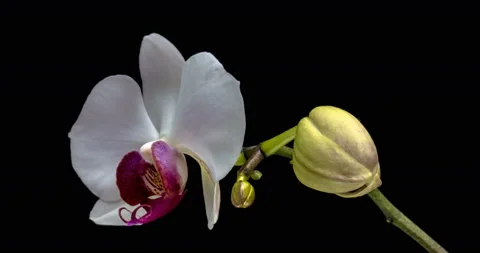 Time-lapse of opening orchid 4K on black background Stock Footage 116760401